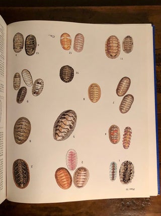 Sea Shells of Southern Africa