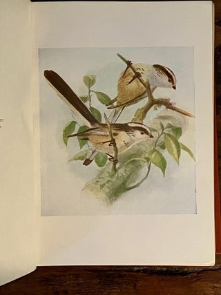 Birds of Britain