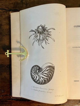 A Conchological Manual