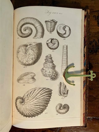 A Conchological Manual